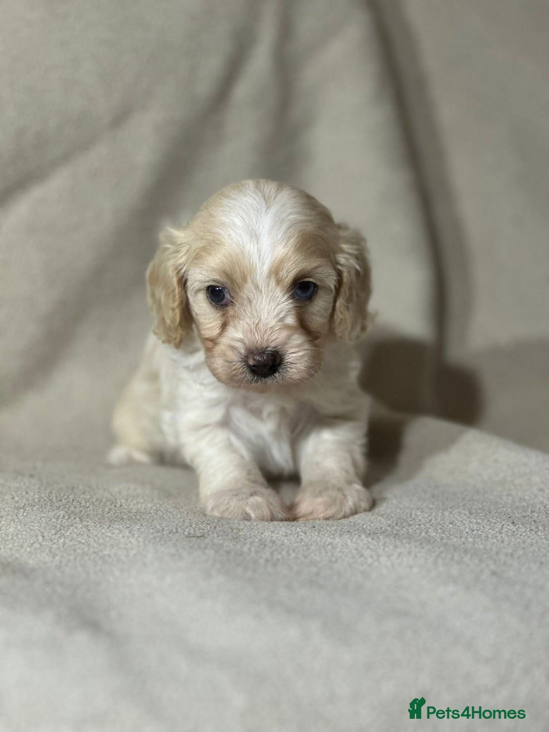 Cavapoo dogs for sale: Gorgeous Cavapoo Puppies  - Image 4