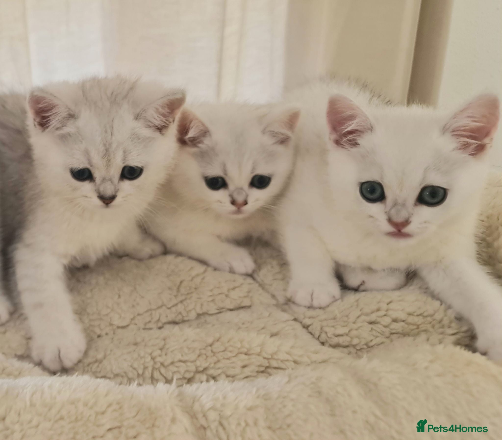 British Shorthair cats BRITISH SHORTHAIR KITTEN BLUE EYES  - Advert 2