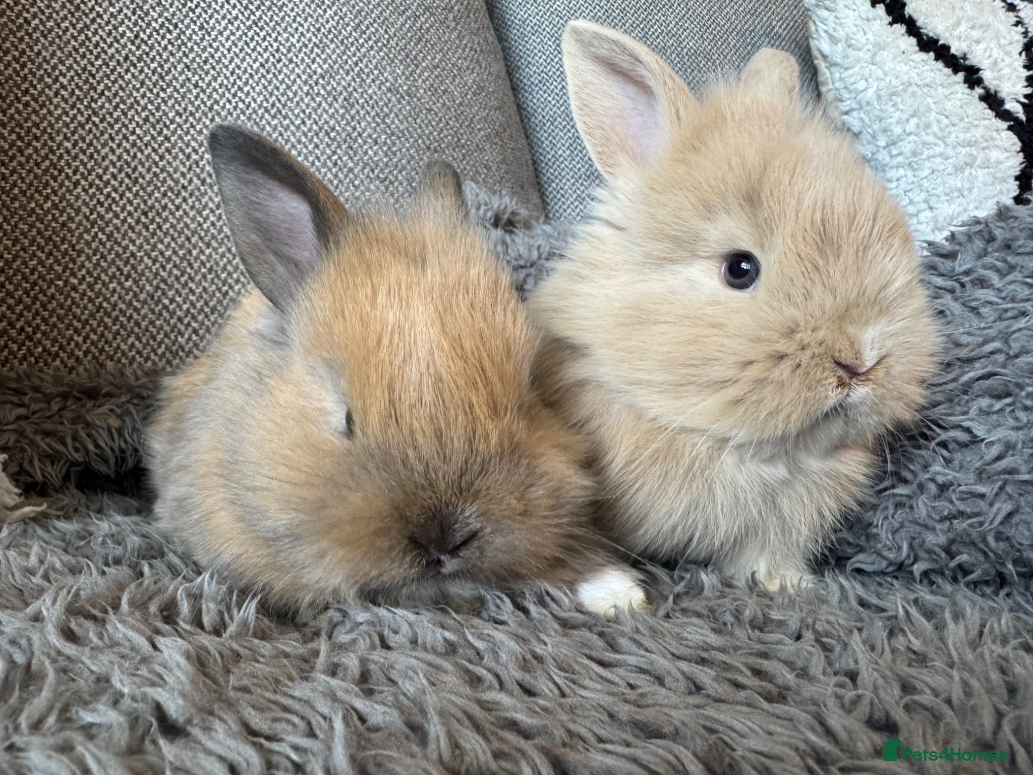 Mixed Breed rabbits Double maned lion head/ plush bunnies 💕 - Advert 3