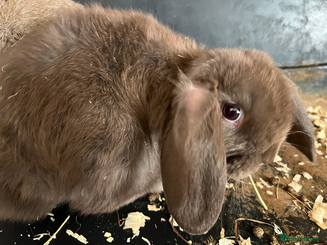 Mini Lop rabbits for sale: Super Friendly Mini Lop Babies - Image 14