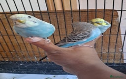Budgerigars birds for sale: Silly hand tamed baby budgies for sale  - Image 2