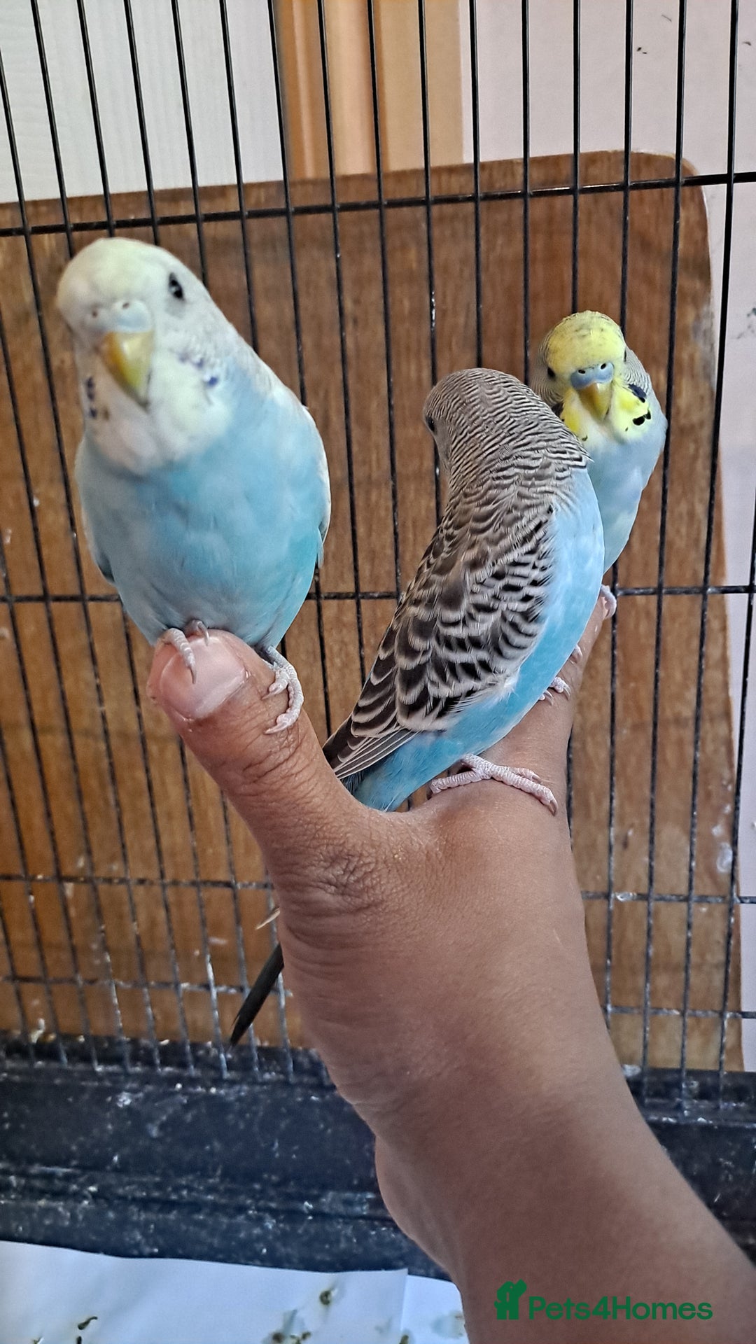 Budgerigars birds for sale: Silly hand tamed baby budgies for sale  - Image 2