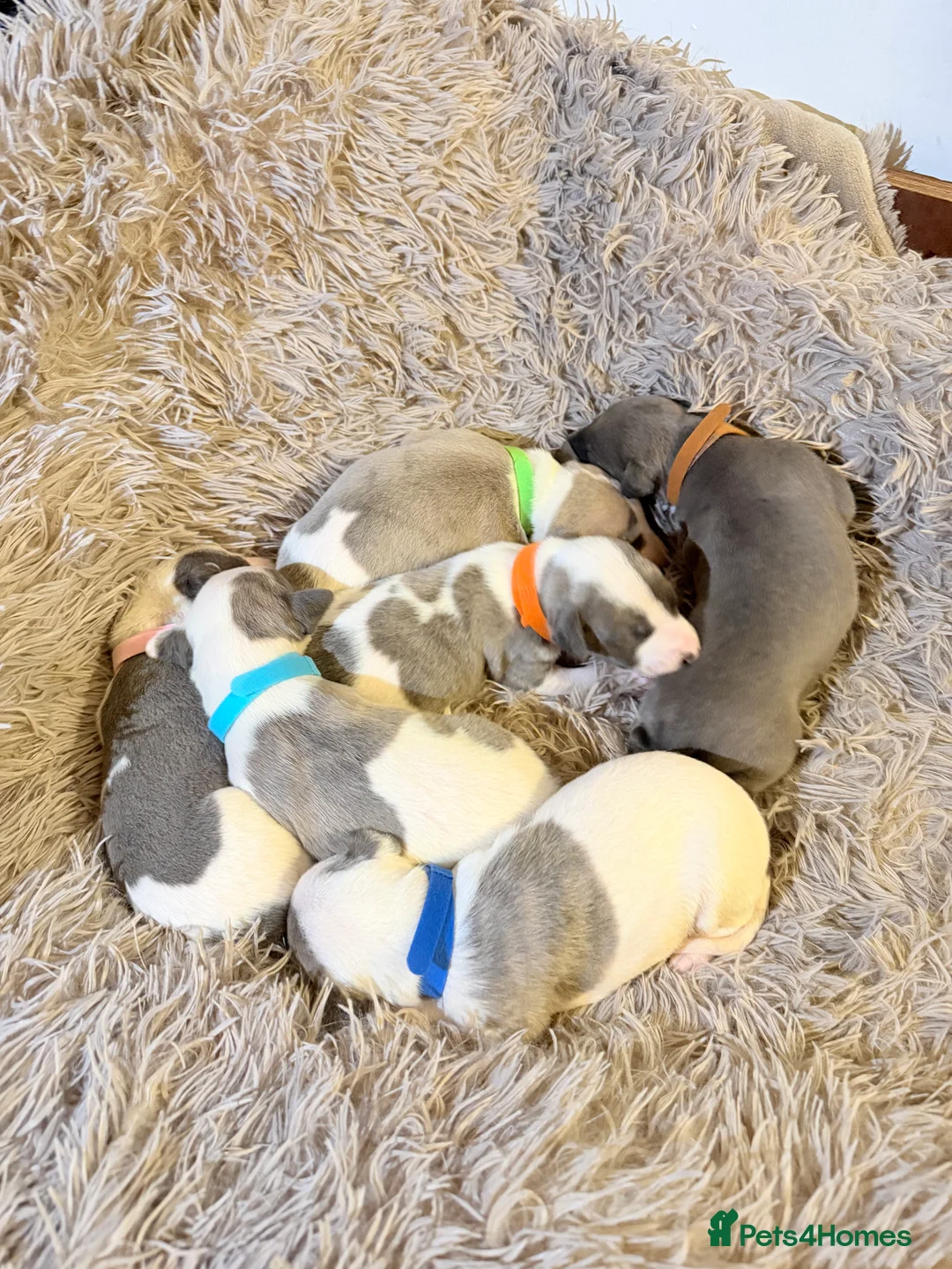 Whippet dogs for sale: Beautiful litter of pedigree whippets  - Advert 4