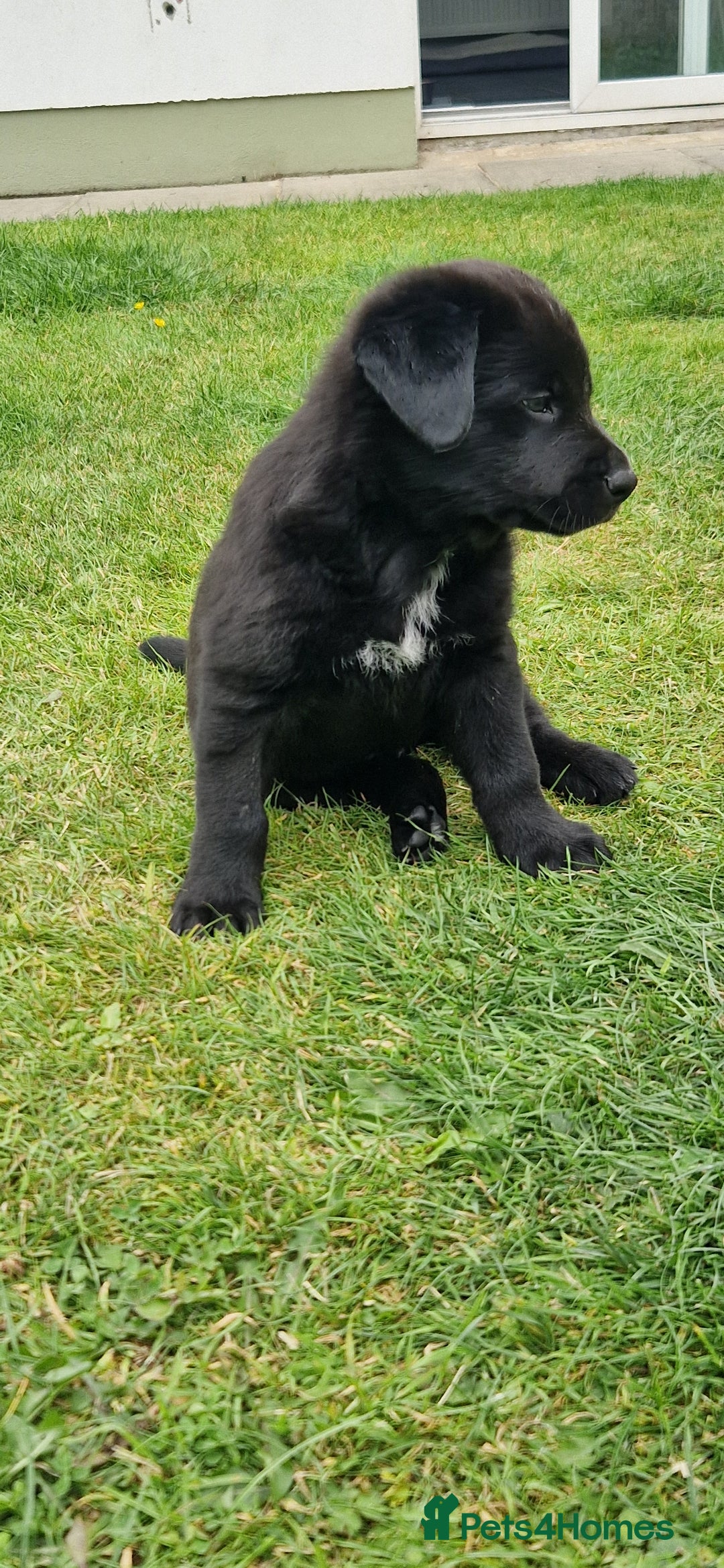 Mixed Breed dogs for sale: Rollie Pup For Sale - Image 8