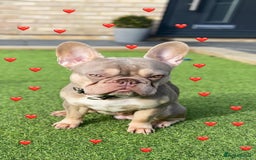 French Bulldog dogs for stud: Now FBCE GOLD! x OFFER- Fertility package inc in Matlock - Image 12