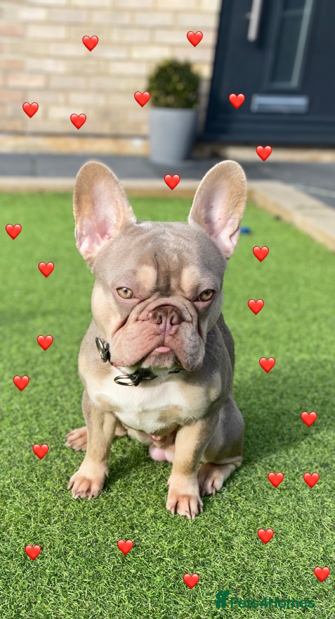 French Bulldog dogs for stud: Now FBCE GOLD! x OFFER- Fertility package inc in Matlock - Image 12