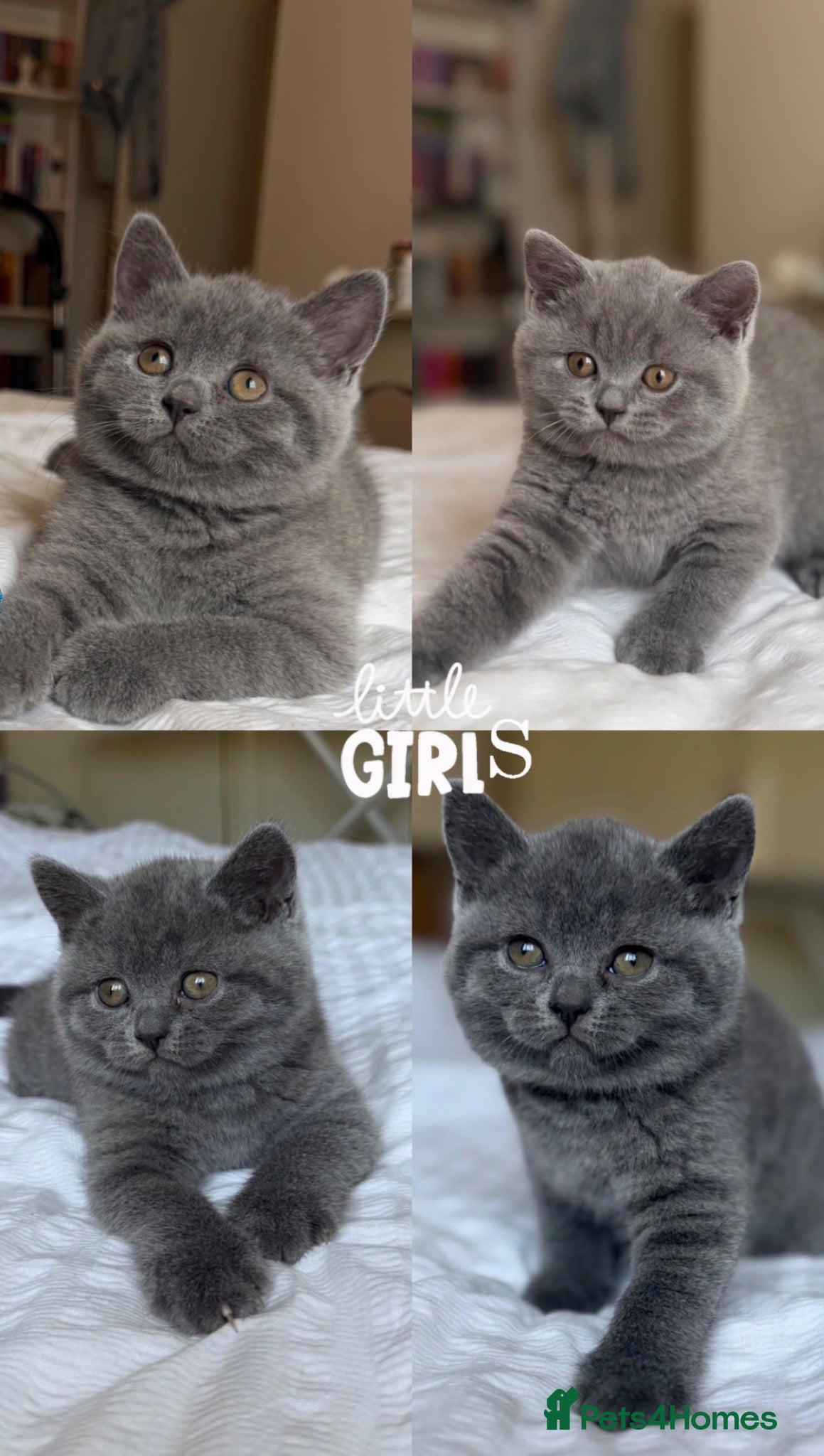 Scottish Fold cats Gorgeous pure blue Scottish folds/straights - Advert 8
