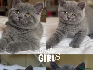Scottish Fold cats Gorgeous pure blue Scottish folds/straights - Advert 4