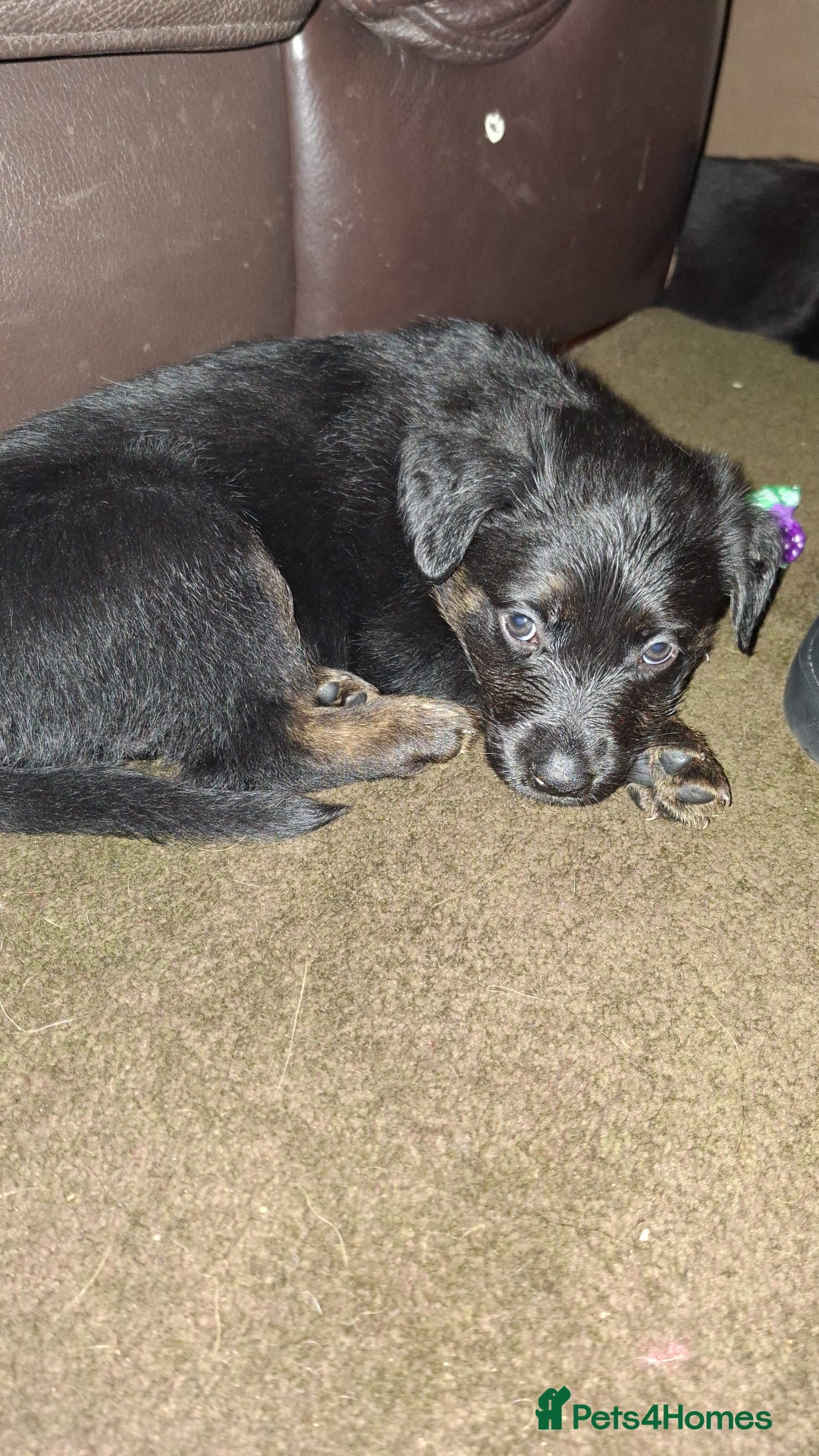 Mixed Breed dogs for sale: Puppies - Advert 17