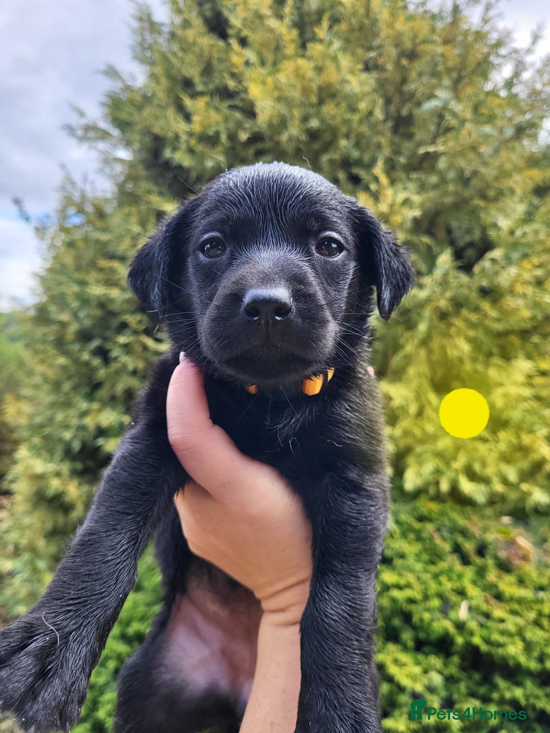 Labrador Retriever dogs for sale: Kc labrador puppies  - Image 17