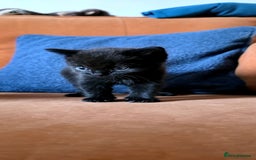 British Shorthair cats for sale: British shorthair x - Image 8