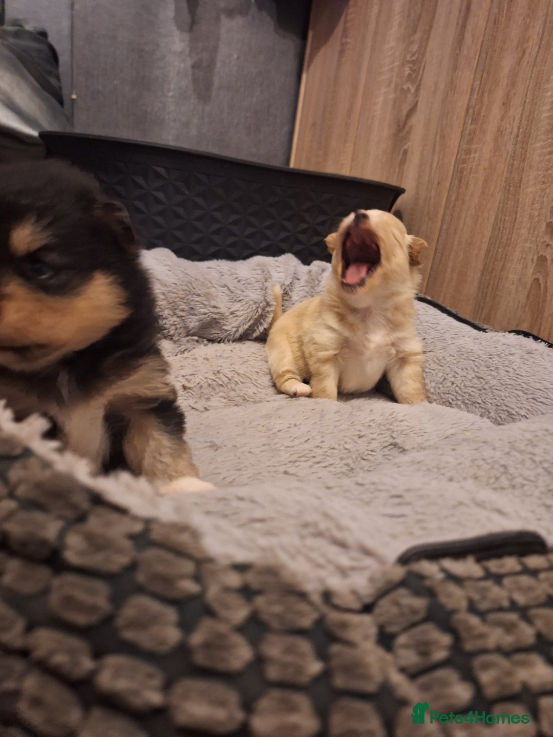 Pomeranian dogs for sale: Little cuties - Advert 16