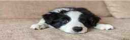 Border Collie dogs for sale: Stunning red / blue / black & white pups - Advert 28