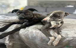 Mixed Breed dogs for sale: Bull whippet - Image 11