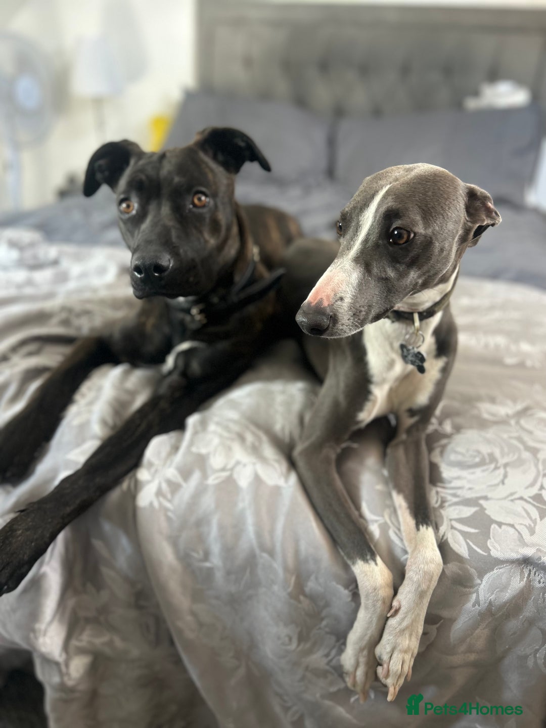Mixed Breed dogs for sale: Bull whippet - Image 11