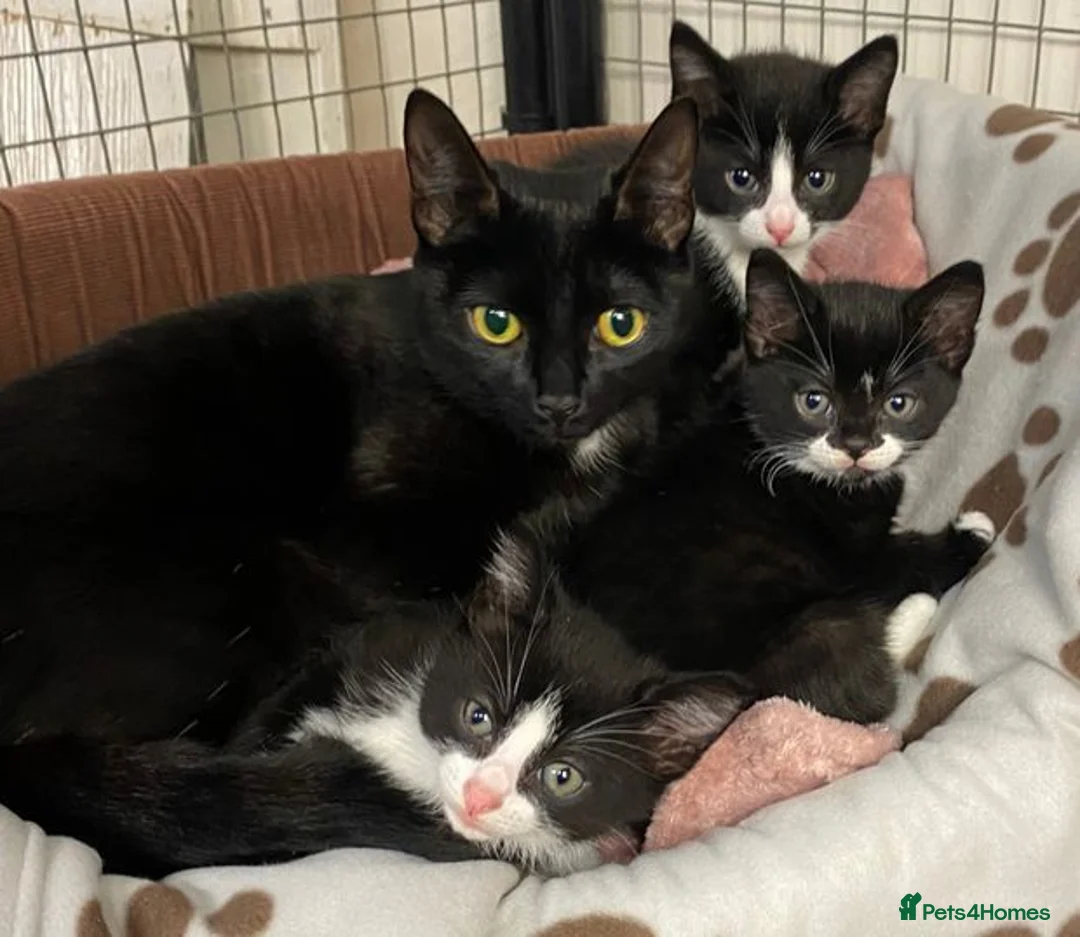 Mixed Breed cats for sale: Lovely tuxedo girl  - Advert 3