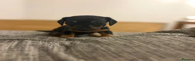Dachshund 6
