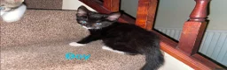 European cats for sale: Kittens ready to go  - Advert 3