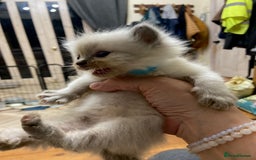 Ragdoll cats for sale: Beautiful Blue Point Ragdoll kittens - Image 19