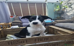 Mixed Breed dogs for sale: 2 Female Collie pups for sale - Advert 8
