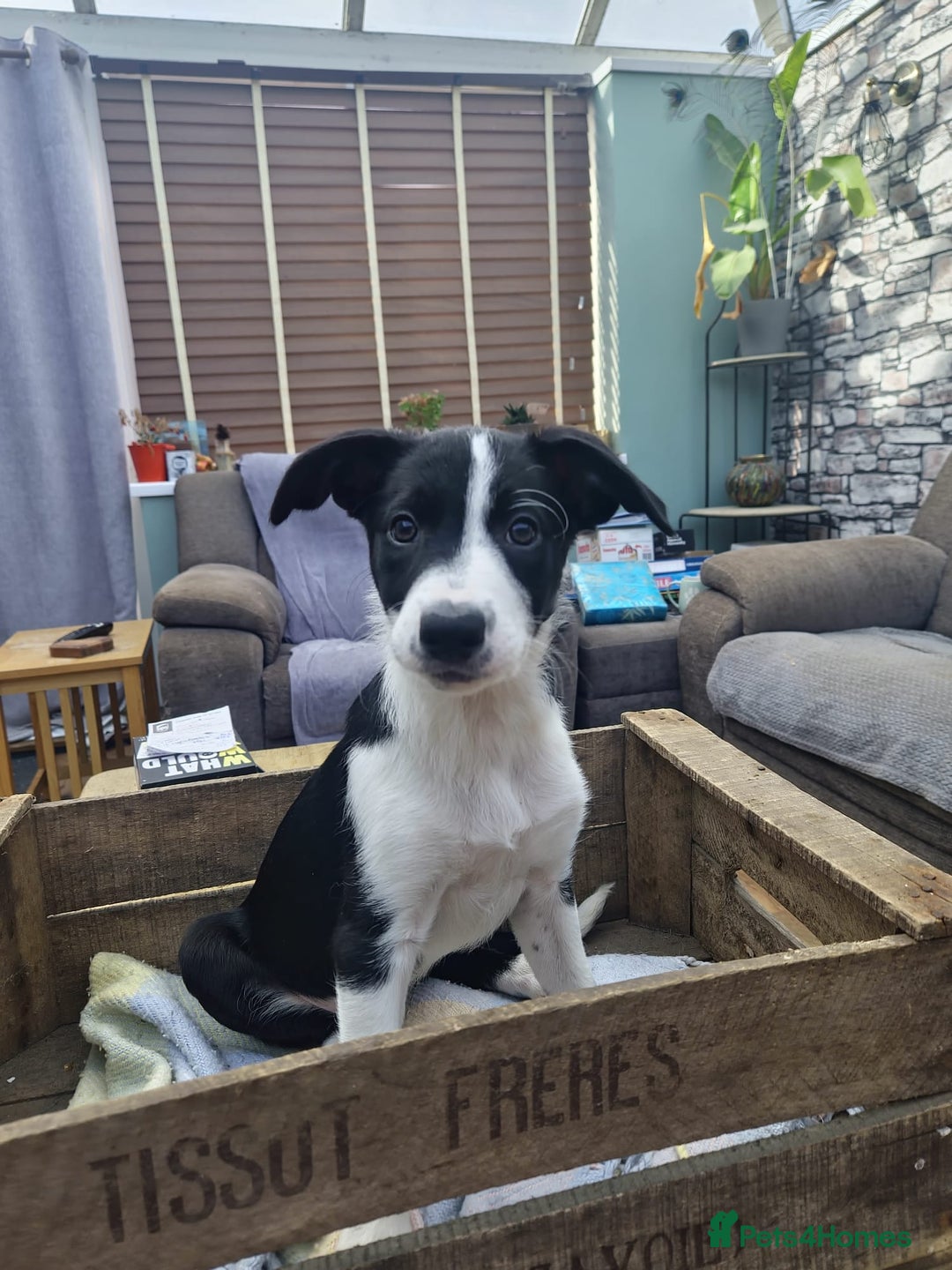 Mixed Breed dogs for sale: 2 Female Collie pups for sale - Advert 8