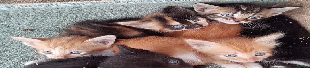 Fluffy orange and white male tabby 2