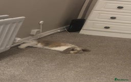 Mini Lop rabbits for sale: 2 Mini lops  - Image 2