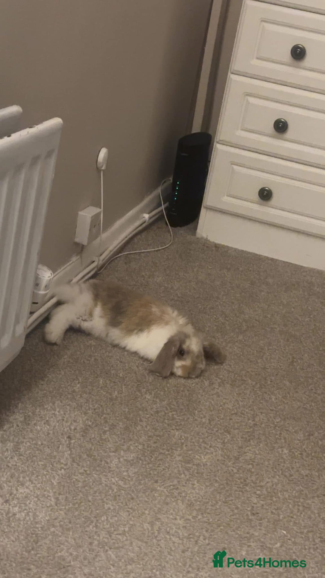 Mini Lop rabbits for sale: 2 Mini lops  - Image 2