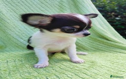 Chihuahua dogs for sale: Amazing Quality Long Coat Chihuahua puppies - Image 21