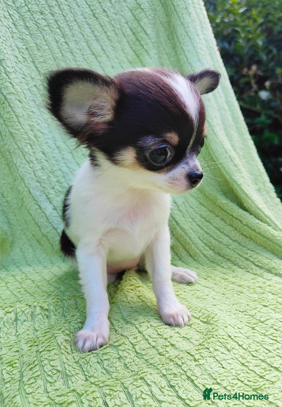 Chihuahua dogs for sale: Amazing Quality Long Coat Chihuahua puppies - Image 21
