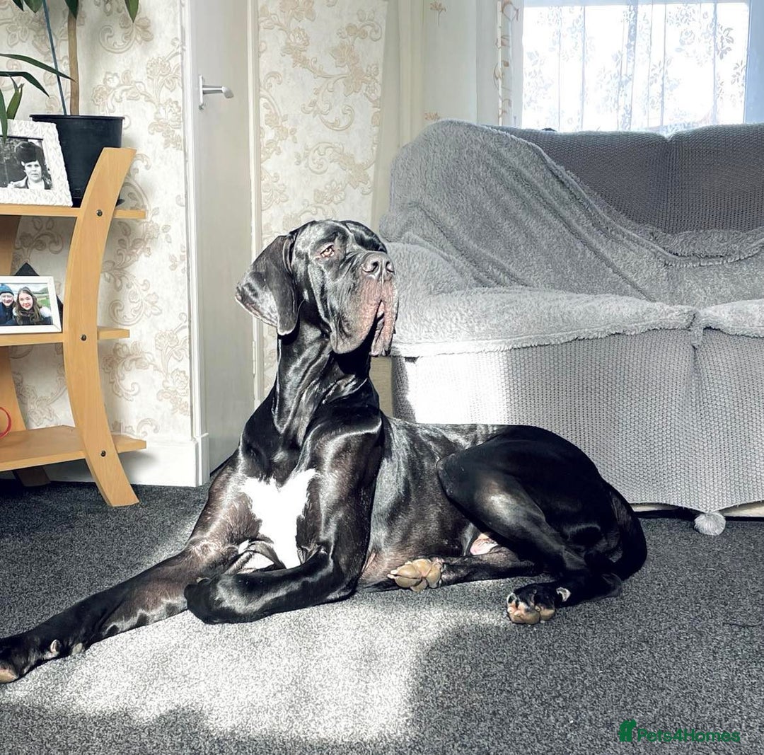 Great Dane dogs for stud: Free Stud BUT Will take a Puppy of Choice Instead in Huntly - Advert 9