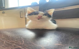 Domestic Shorthair cats for sale: Three Domestic Shorthairs (4 months) - Image 3