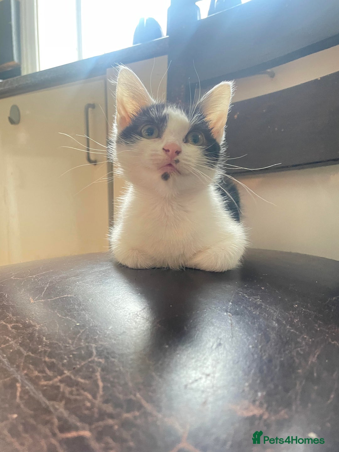 Domestic Shorthair cats for sale: Three Domestic Shorthairs (4 months) - Image 3