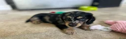 Miniature Dachshund dogs for sale: Beautiful Puppies  in Manchester - Advert 6