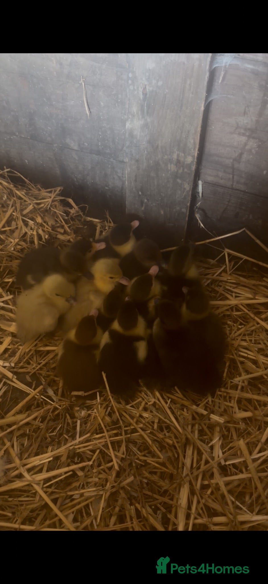 Ducks poultry Muscovy ducklings ( lavender mum ) - Advert 18