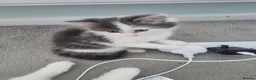 Mixed Breed cats for sale: Two gorgeous angels need a forever home  in Witney - Advert 5