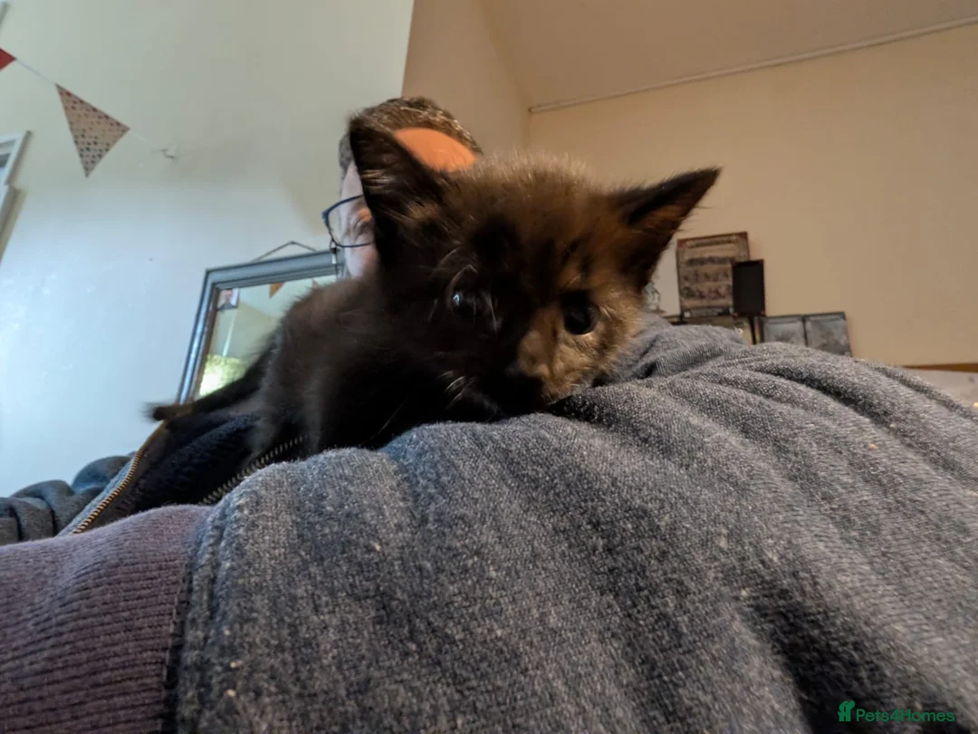 Bombay cats for sale: 🐾 Loving Homes Wanted for 4 Roxy’s Kittens 🐾 - Advert 10