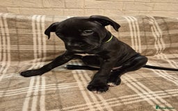 Mixed Breed dogs for sale: Bullmastiff x puppies 🐶  - Advert 24