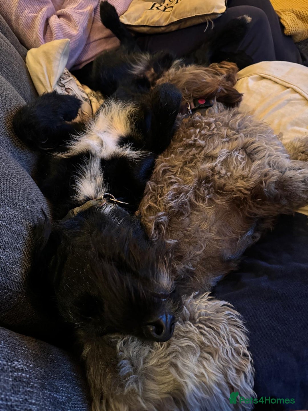 Labradoodle dogs for stud: F1b Miniature Labradoodle (Fully Health Tested) - Advert 23