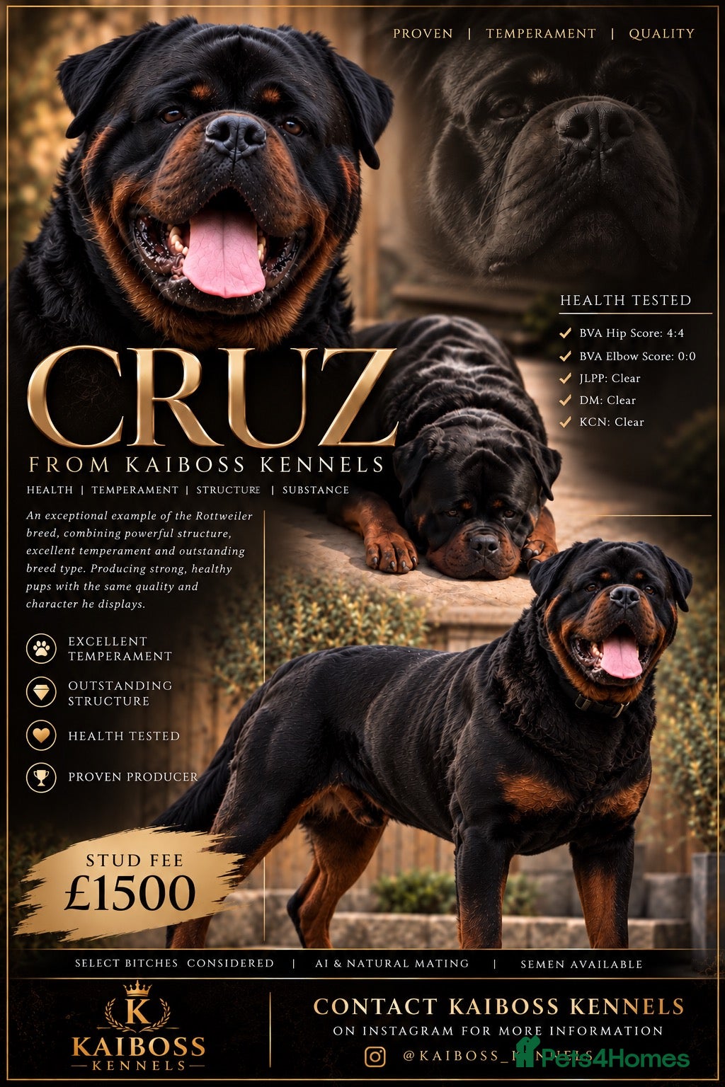 Rottweiler dogs Cruz 🇬🇧 | Exceptional Rottweiler | Litters Due - Advert 9