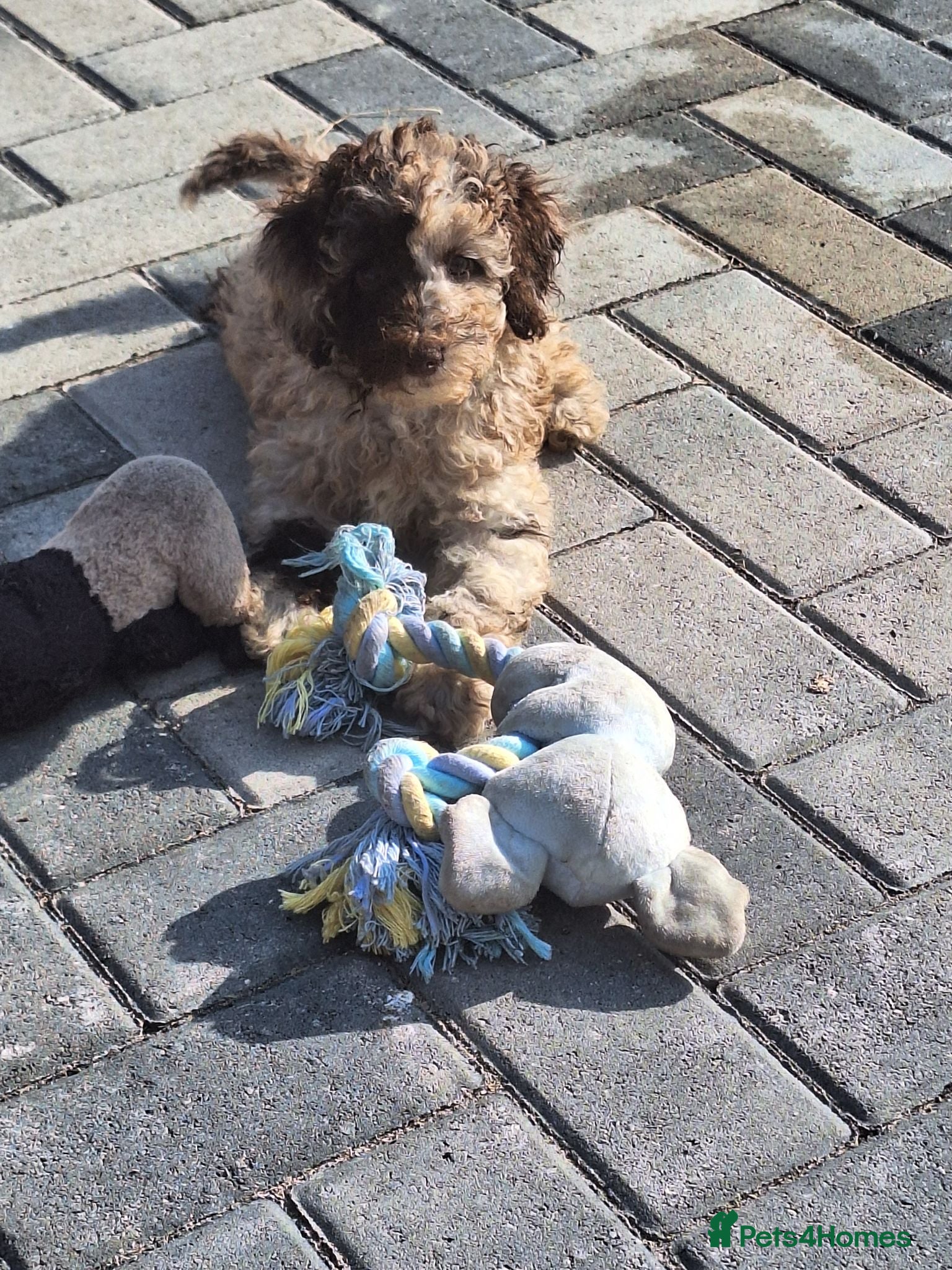 Toy Poodle dogs SUPERB TOY POODLES READY NOW - Advert 4