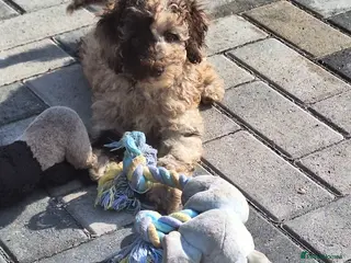 Toy Poodle dogs SUPERB TOY POODLES READY NOW - Advert 4
