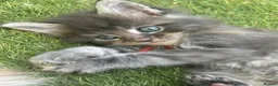 Maine Coon cats for sale: TICA Registered Maine Coon Kittens 🐾 - Advert 21