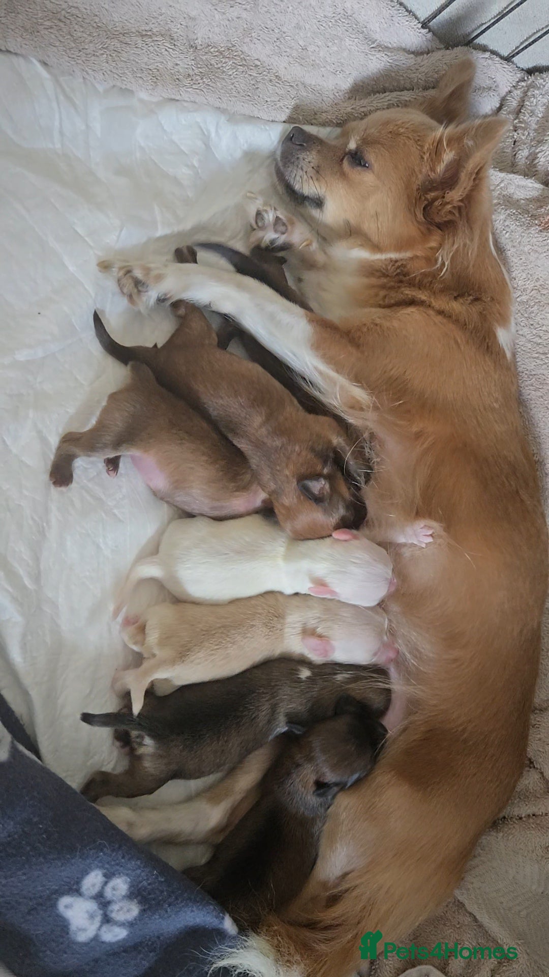 Pomchi dogs for sale: Gorgeous pomchi puppies  - Image 2