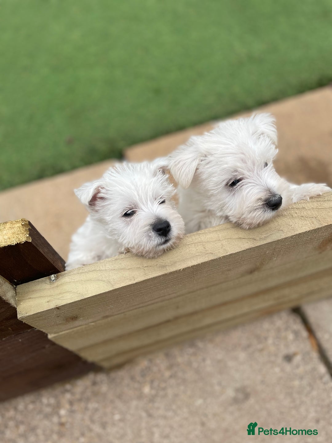 West Highland Terrier dogs for sale: West highland terrier  - Image 4