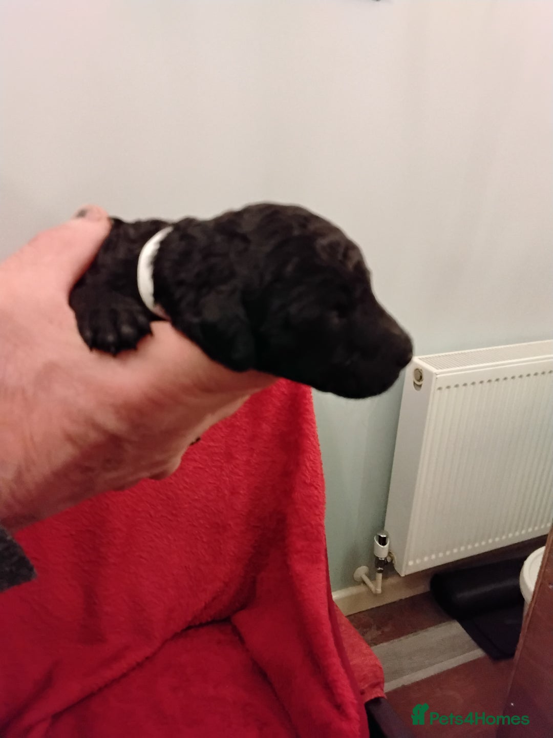 Standard Poodle dogs for sale: Beautiful KC Reg Standard Poodle Puppies - Advert 4