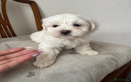 Bichon Frise dogs for sale: Four gorgeous boys and two wonderful girls - Image 4