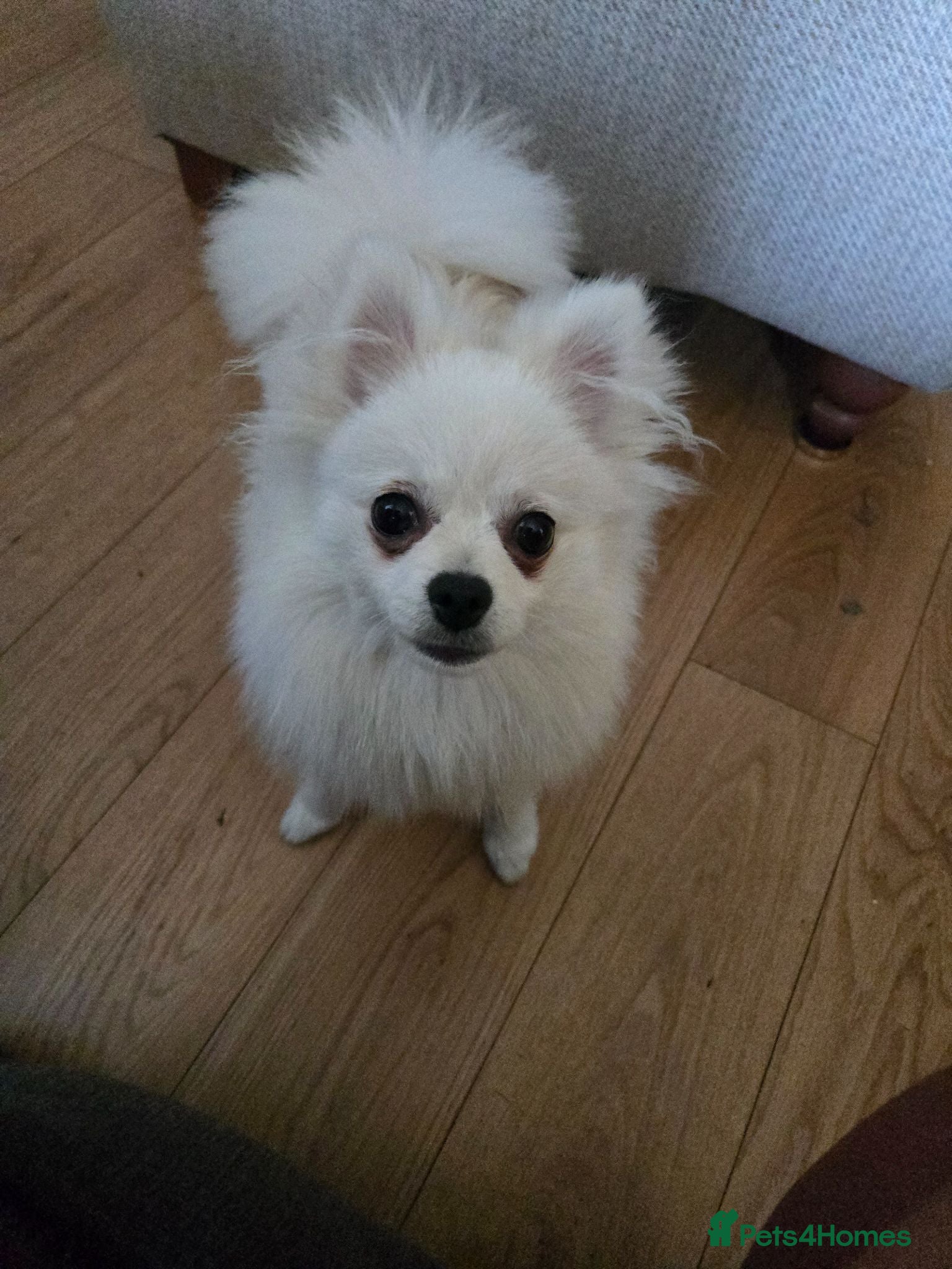Pomeranian dogs  7m Female Pomeranian Looking for a Loving Home - Advert 2