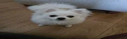 Pomeranian dogs for sale:  7m Female Pomeranian Looking for a Loving Home - Advert 1