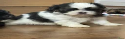 Shih Tzu dogs for sale: LAST DOBIE BOY LEFT LICENSED BREEDER  - Advert 11